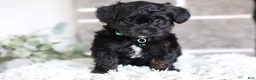 Yorkiepoo dogs for sale: Bentley - Ad 4