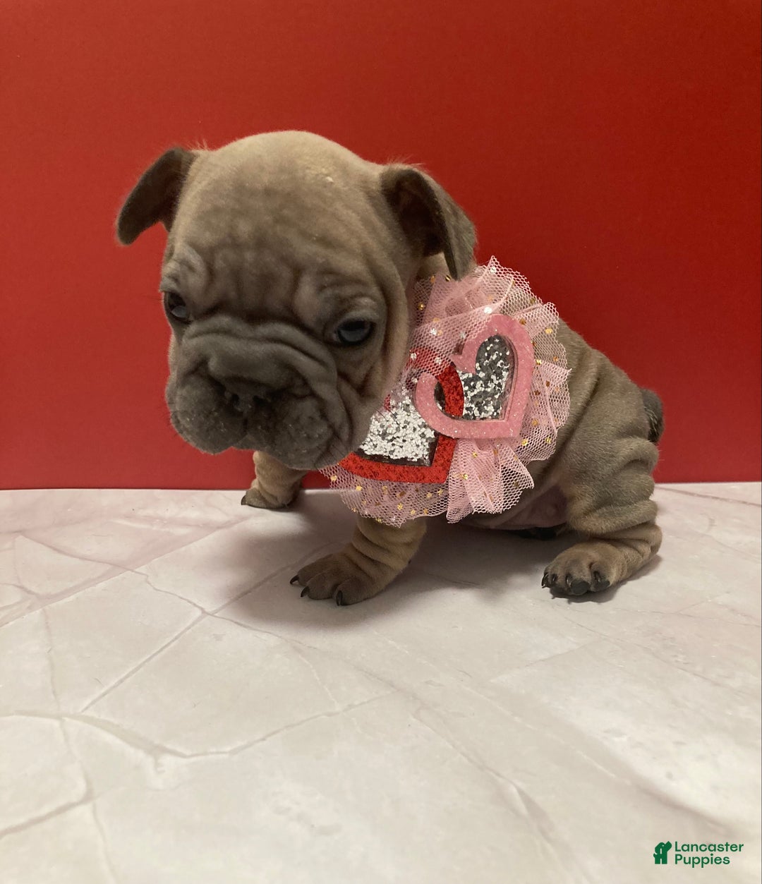 French Bulldog dogs for sale: Pebbles - Ad 2