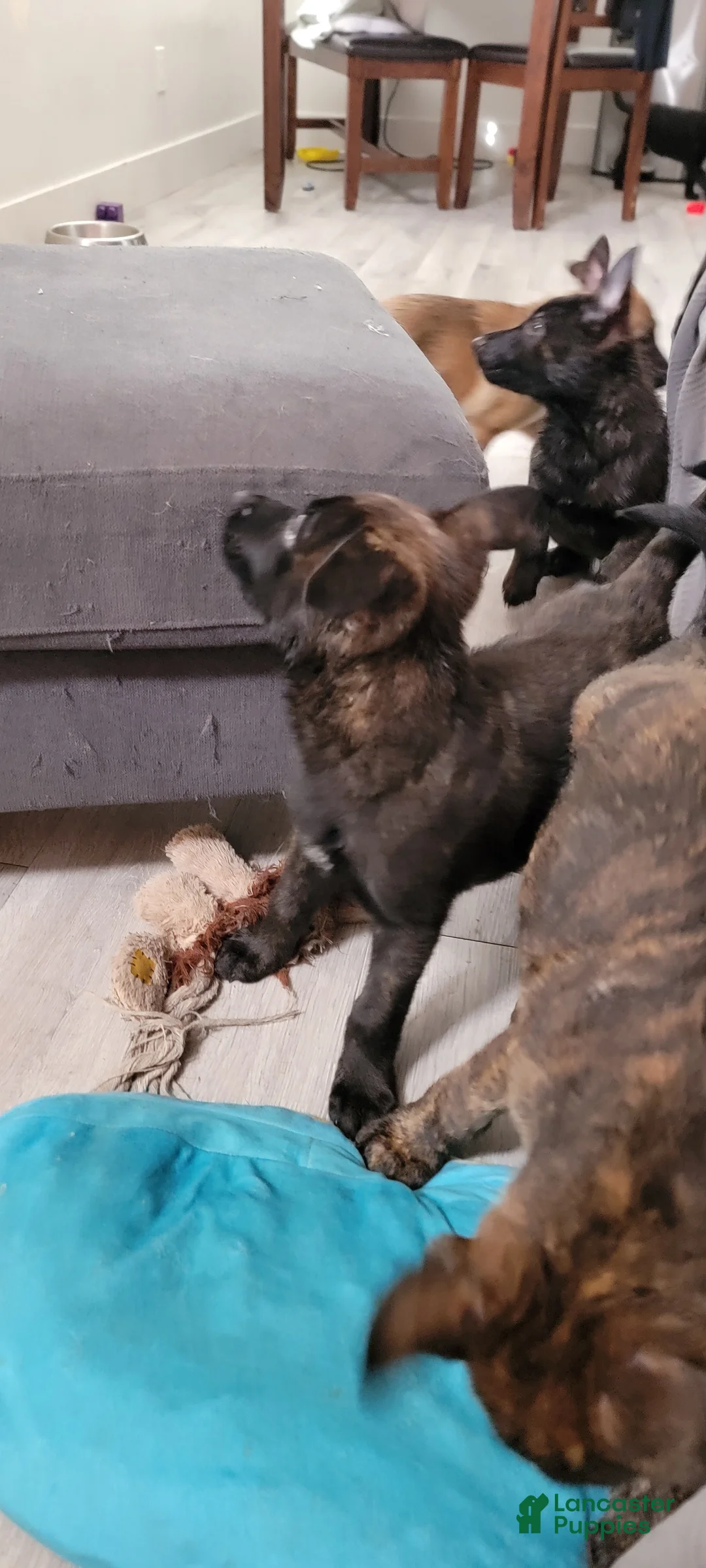 Mixed Breed dogs for sale: Mixed Breed Puppy 8 - Ad 1