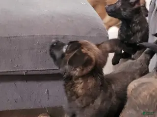 Mixed Breed dogs Mixed Breed Puppy 8 - Ad 34