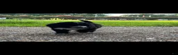 Mixed Breed dogs for sale: Mr. Tuxedo - Ad 4
