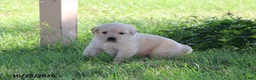 Golden Retriever dogs for sale: Arlo - Ad 5
