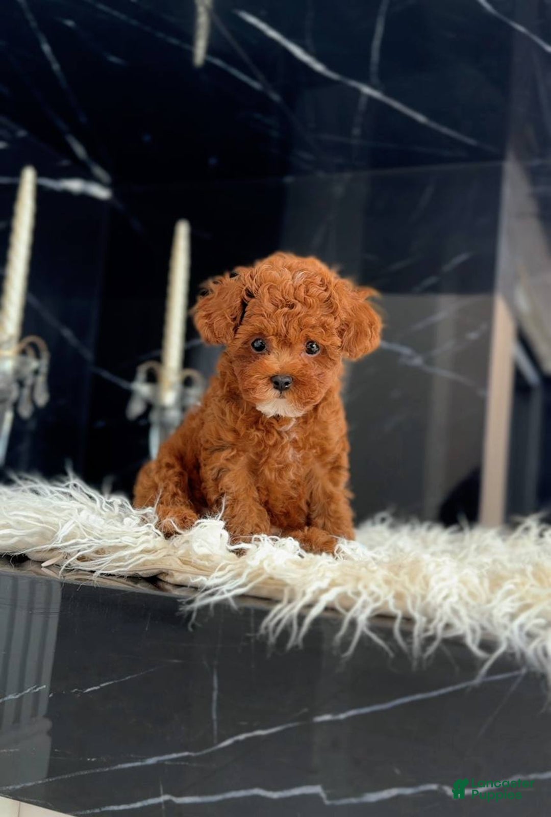 Miniature Poodle dogs for sale: Pierre  - Ad 3