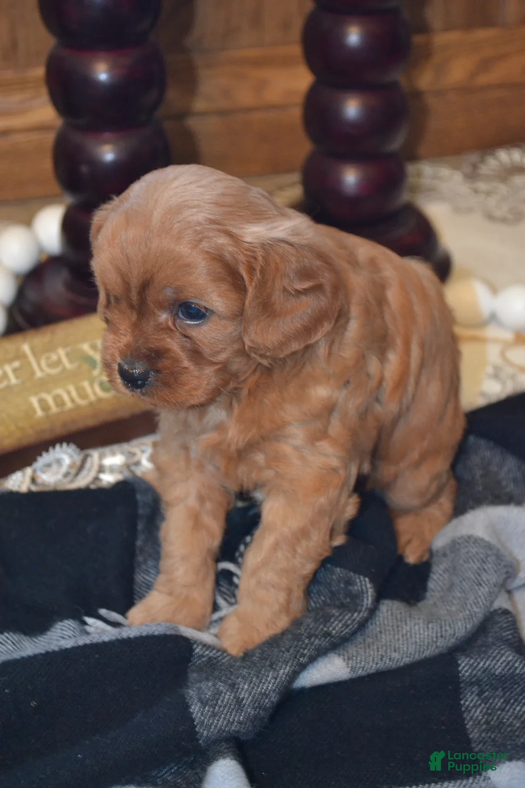 Cavapoo dogs for sale: Kara - Ad 2