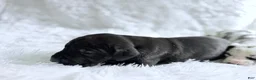Great Dane dogs for sale: Artemis - Ad 5