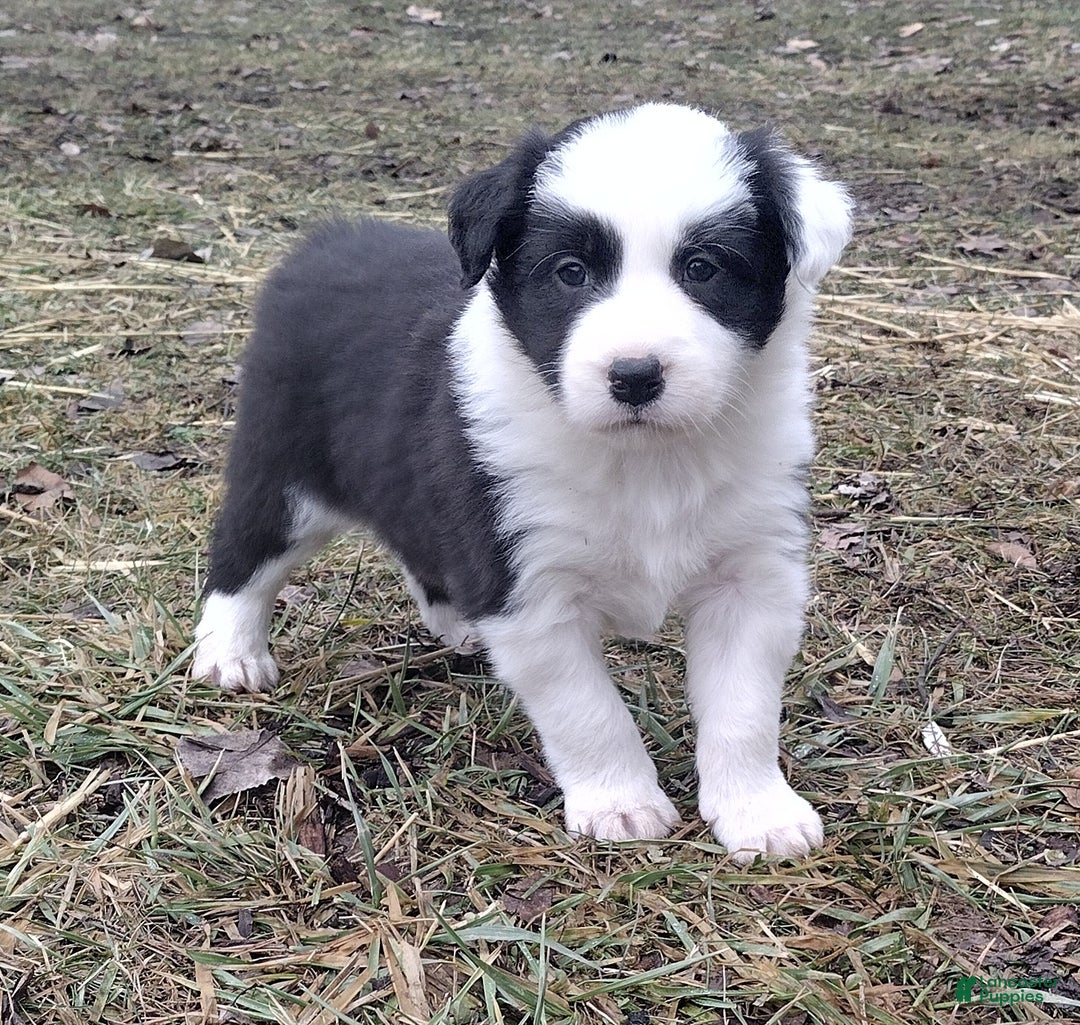 Border Collie dogs for sale: Benji  - Ad 1