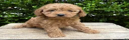 Cockapoo dogs for sale: Zayla - Ad 1