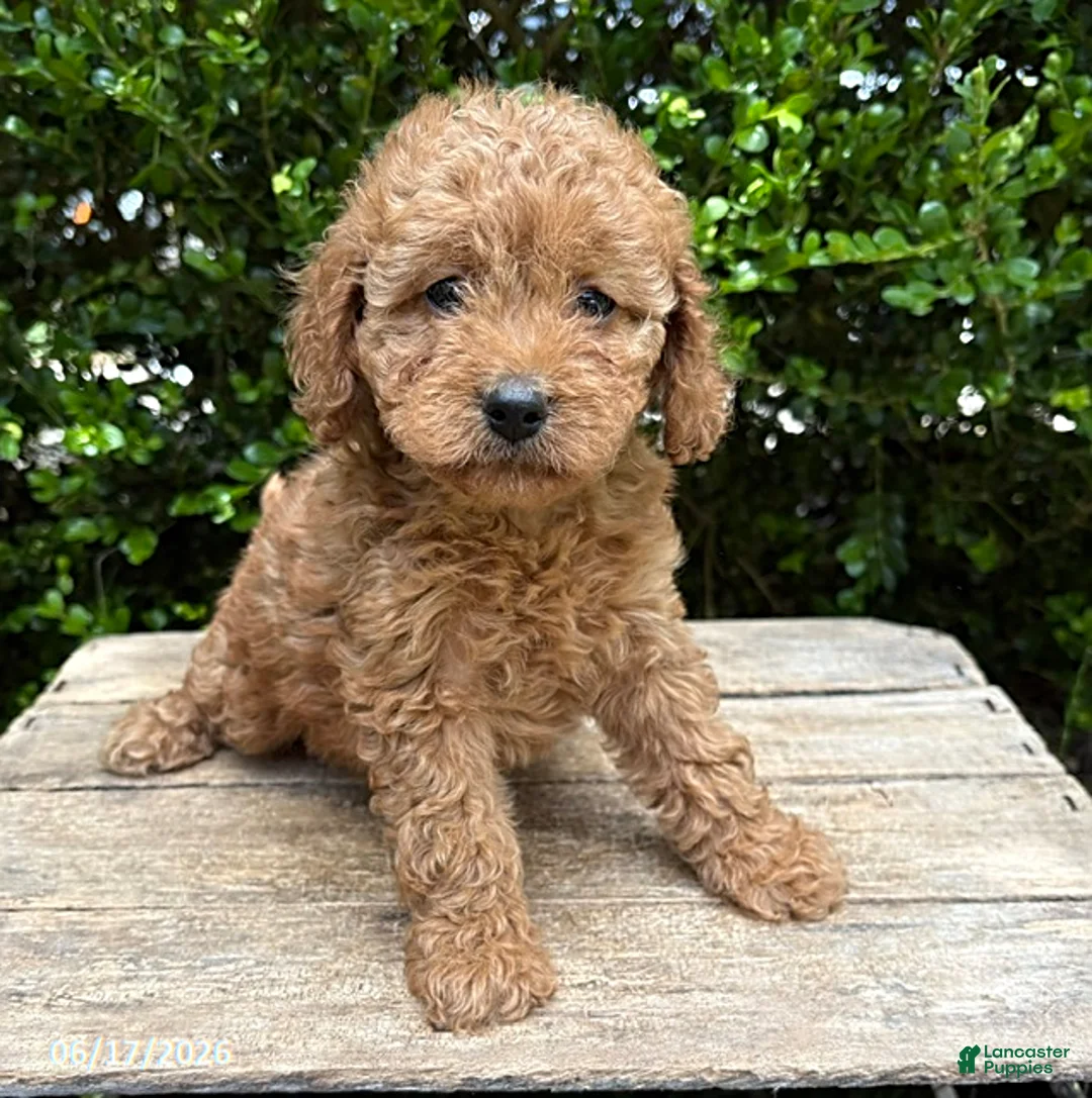 Cockapoo dogs for sale: Zayla - Ad 1