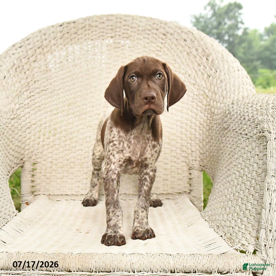 German Shorthaired Pointer dogs Dusty - Ad 2