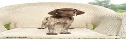 German Shorthaired Pointer dogs for sale: Dusty - Ad 2