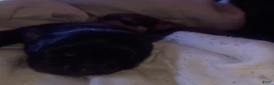 ShihChi 3