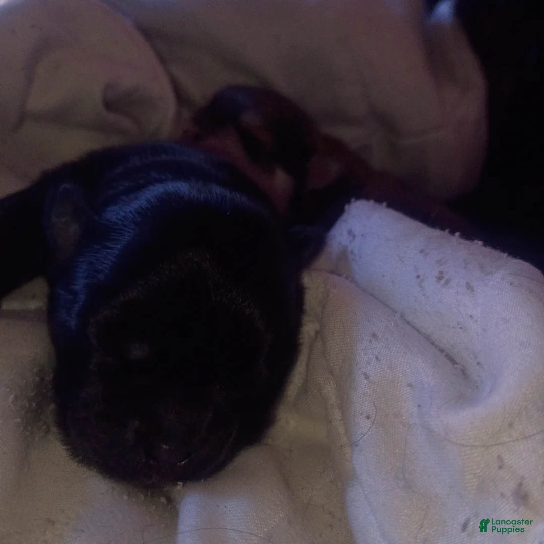 Mixed Breed dogs for sale: ShihChi 3 - Ad 1