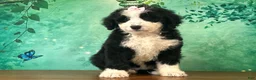 Bernedoodle dogs for sale: Jessie - Ad 3