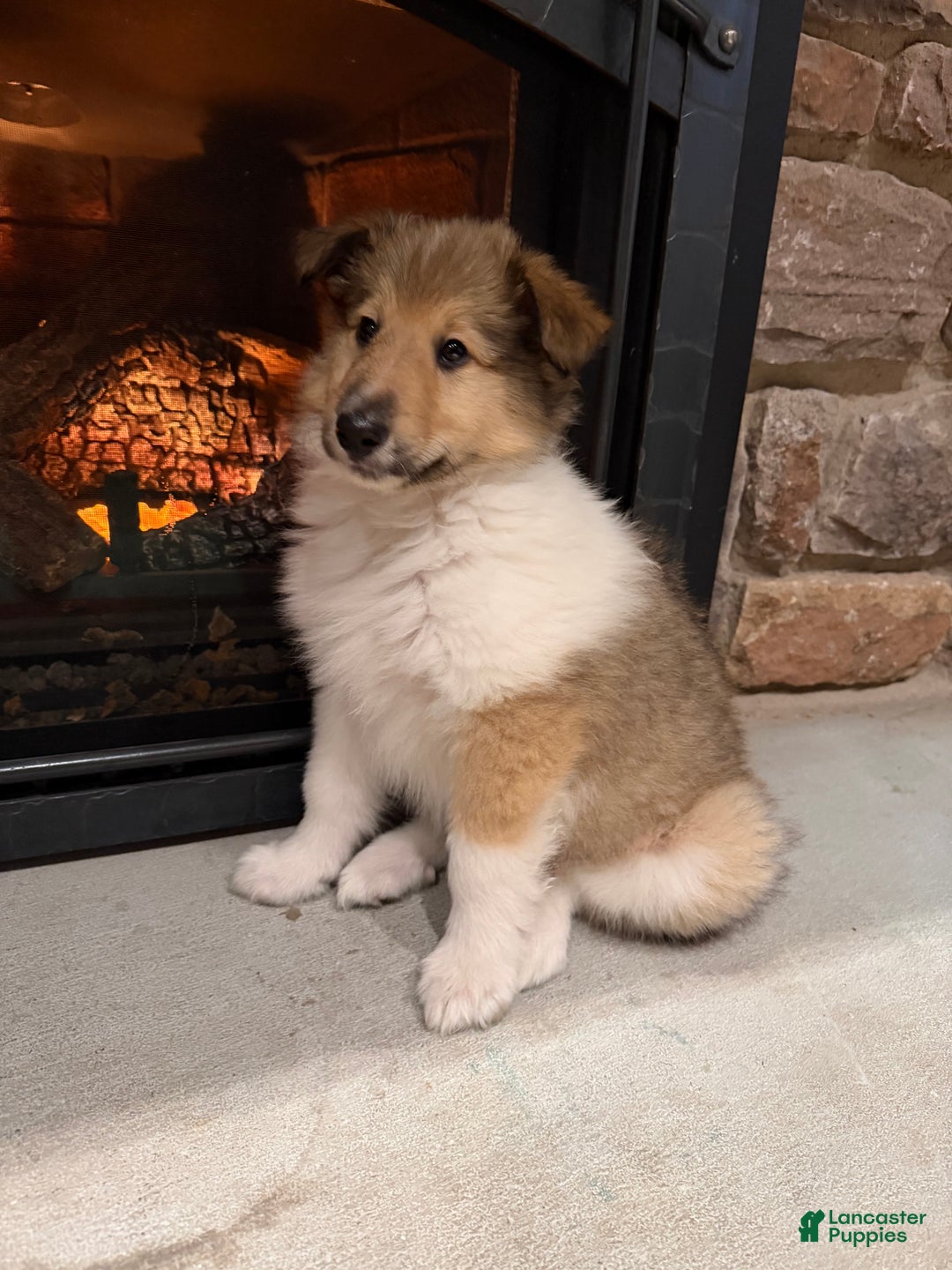 Collie dogs for sale: Collie Puppy 7 - Ad 11