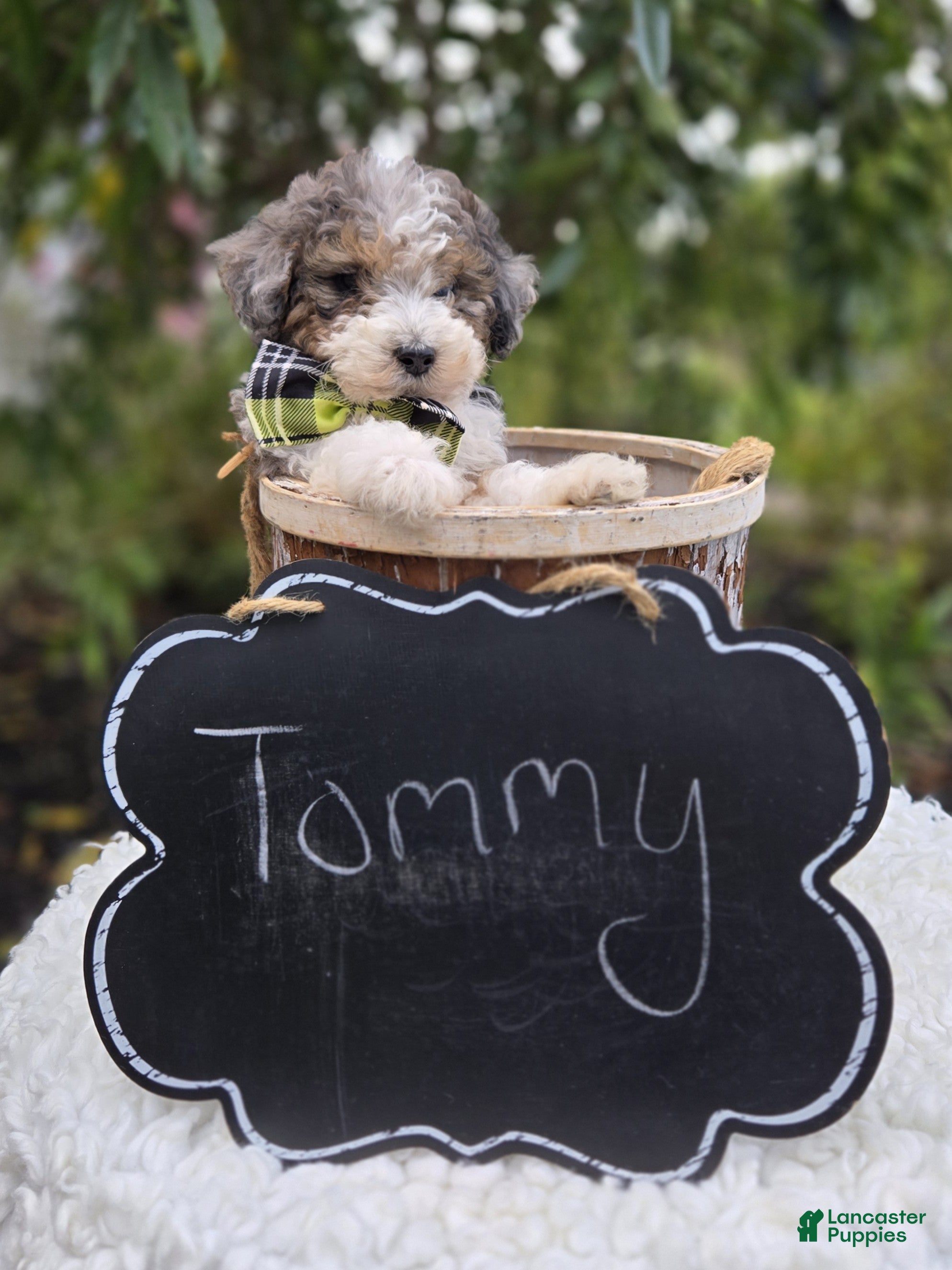 Mini Sheepadoodle dogs Tommy - Ad 2