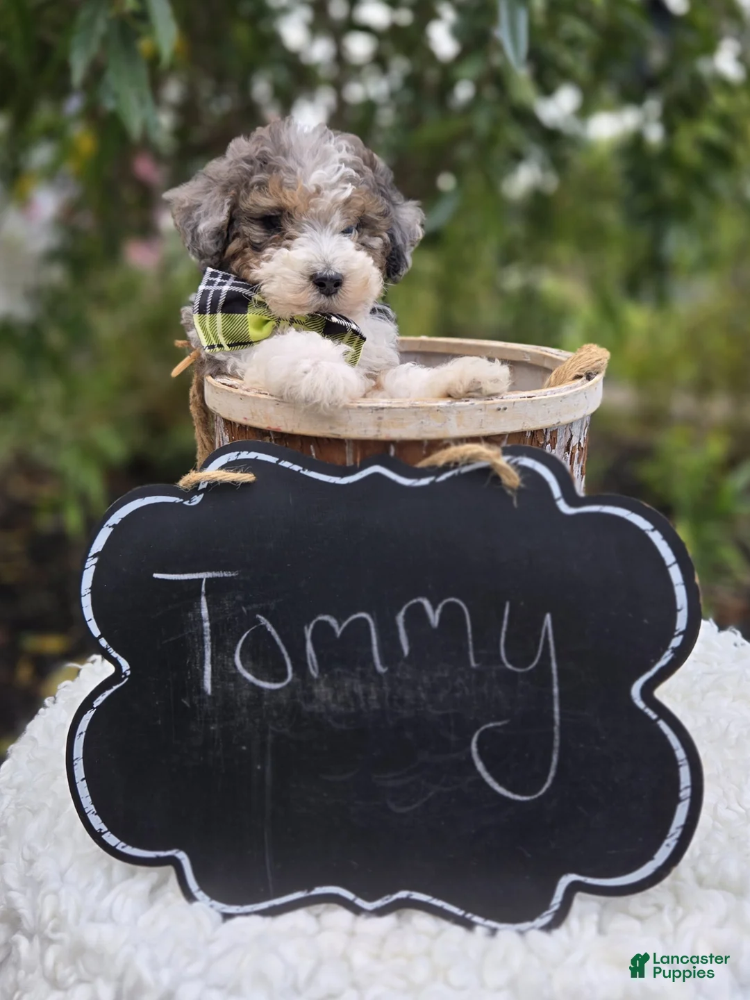 Mini Sheepadoodle dogs for sale: Tommy - Ad 2
