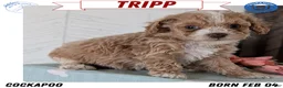 Cockapoo dogs for sale: Tripp - Ad 1