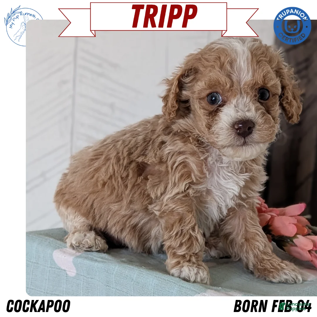 Cockapoo dogs for sale: Tripp - Ad 1