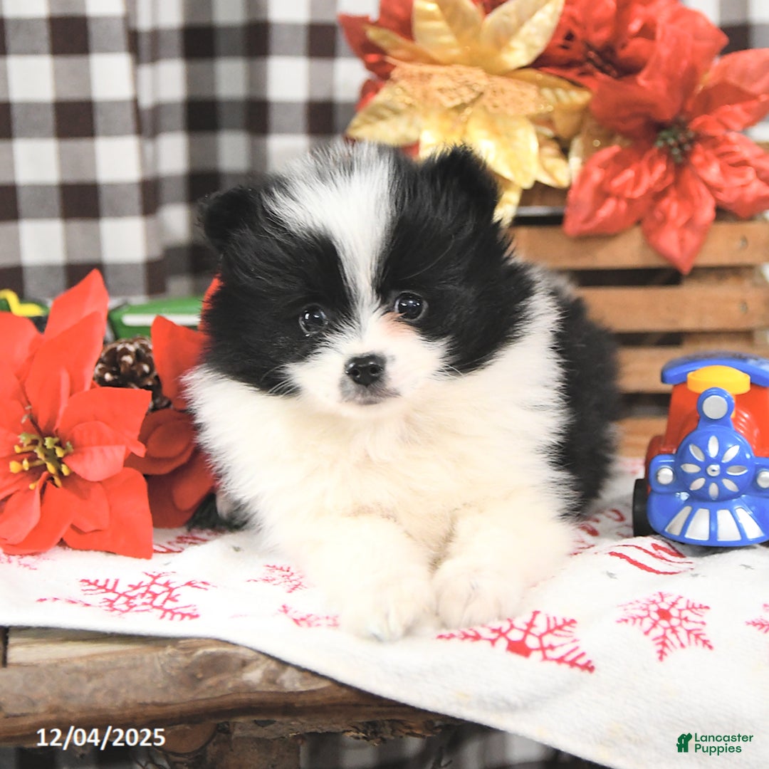 Pomeranian dogs for sale: Peace - Ad 3