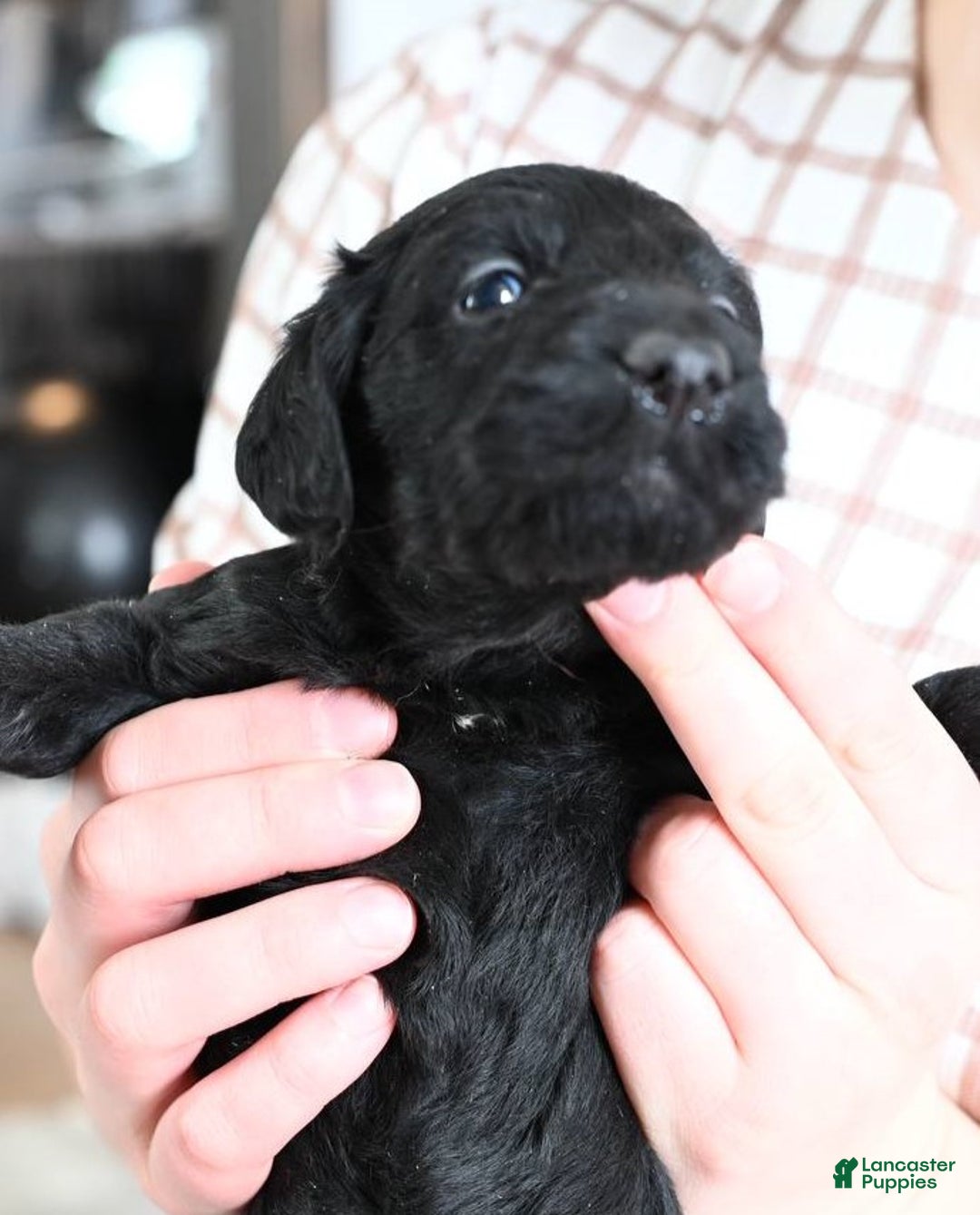 Mixed Breed dogs for sale: Hazel - Ad 4