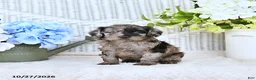 Mini Aussiedoodle dogs for sale: Chet - Ad 4