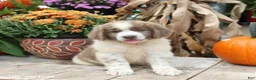 Newfoundland dogs for sale: Ava  - Ad 3