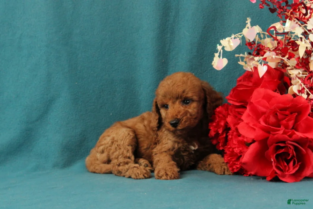 Mini Goldendoodle dogs for sale: Olympia - Ad 3
