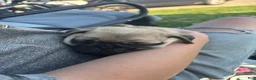 Pug dogs for sale: Baked Potato - Ad 3