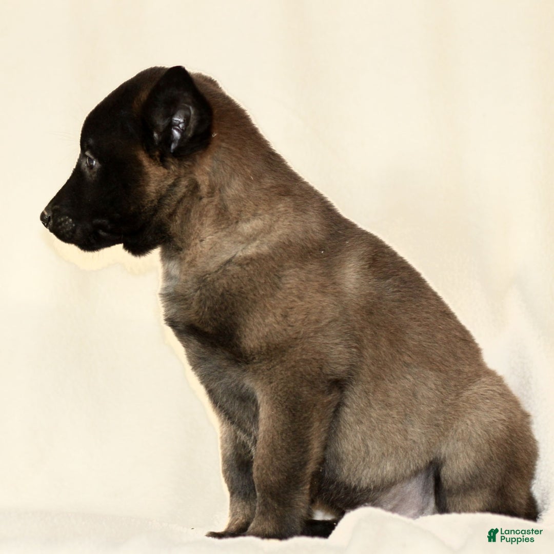 Belgian Malinois dogs for sale: Craig - Ad 3