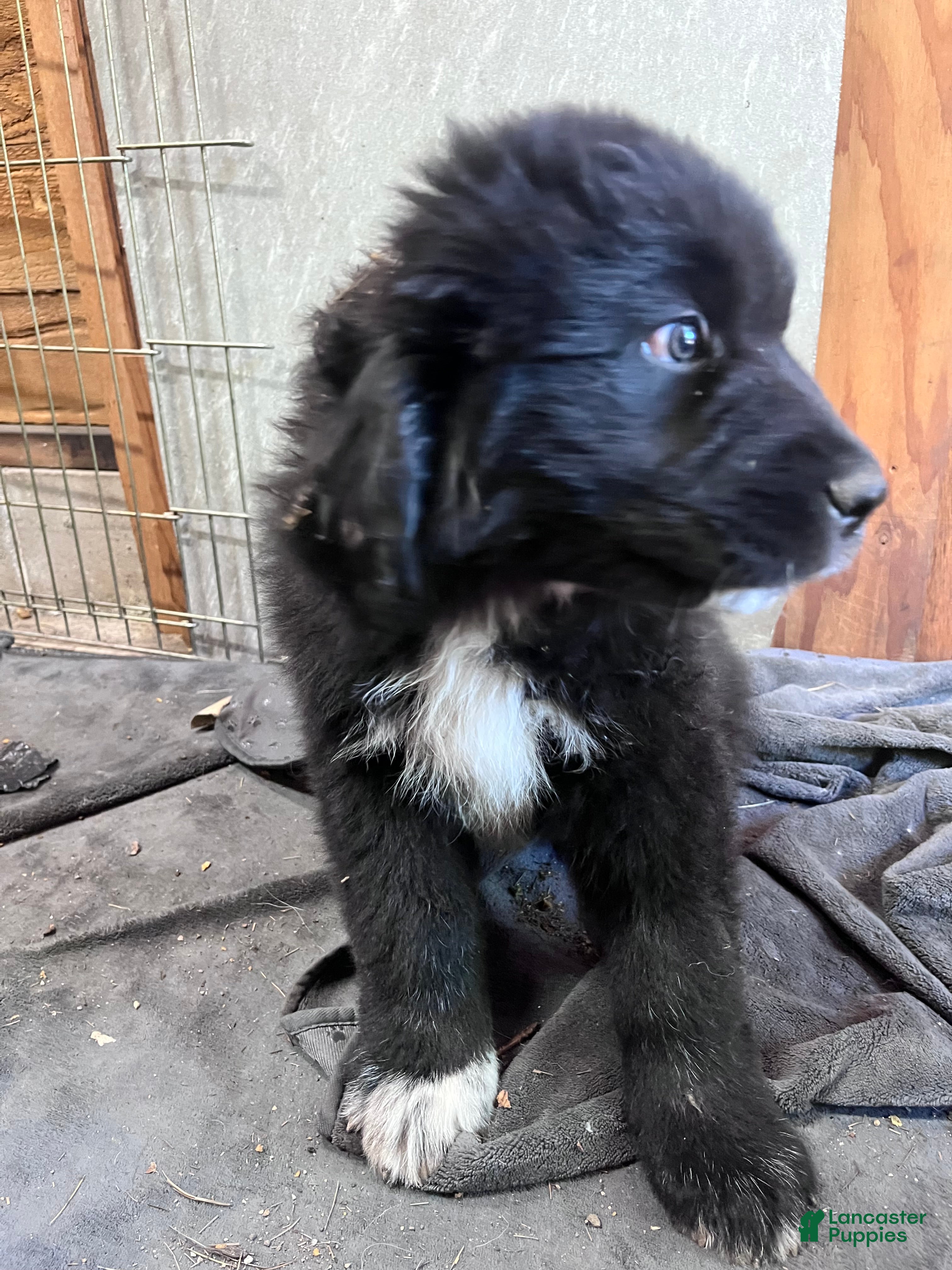 Mixed Breed dogs Mixed Breed Puppy 2 - Ad 21