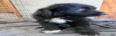 Mixed Breed Puppy 2