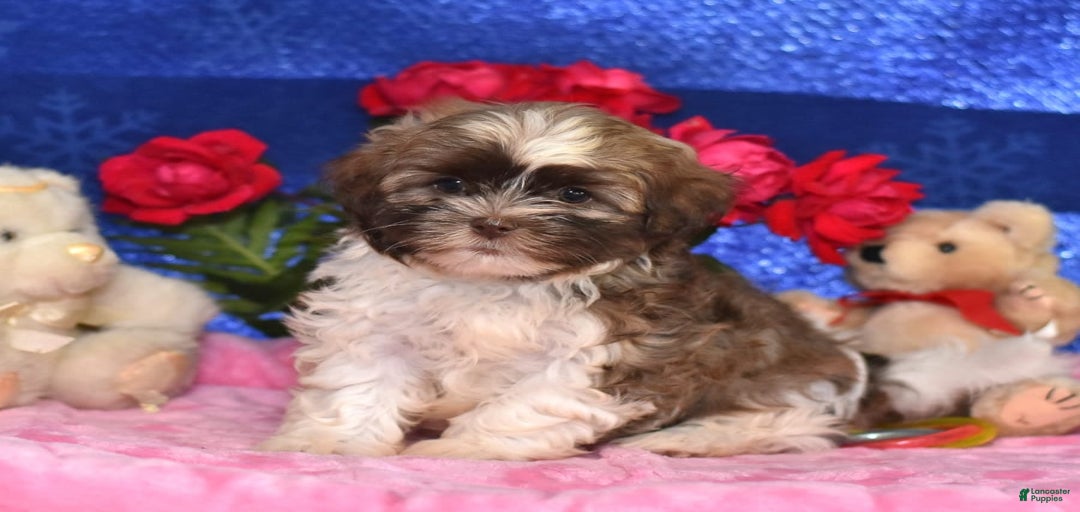 Gallery Image {{count}}