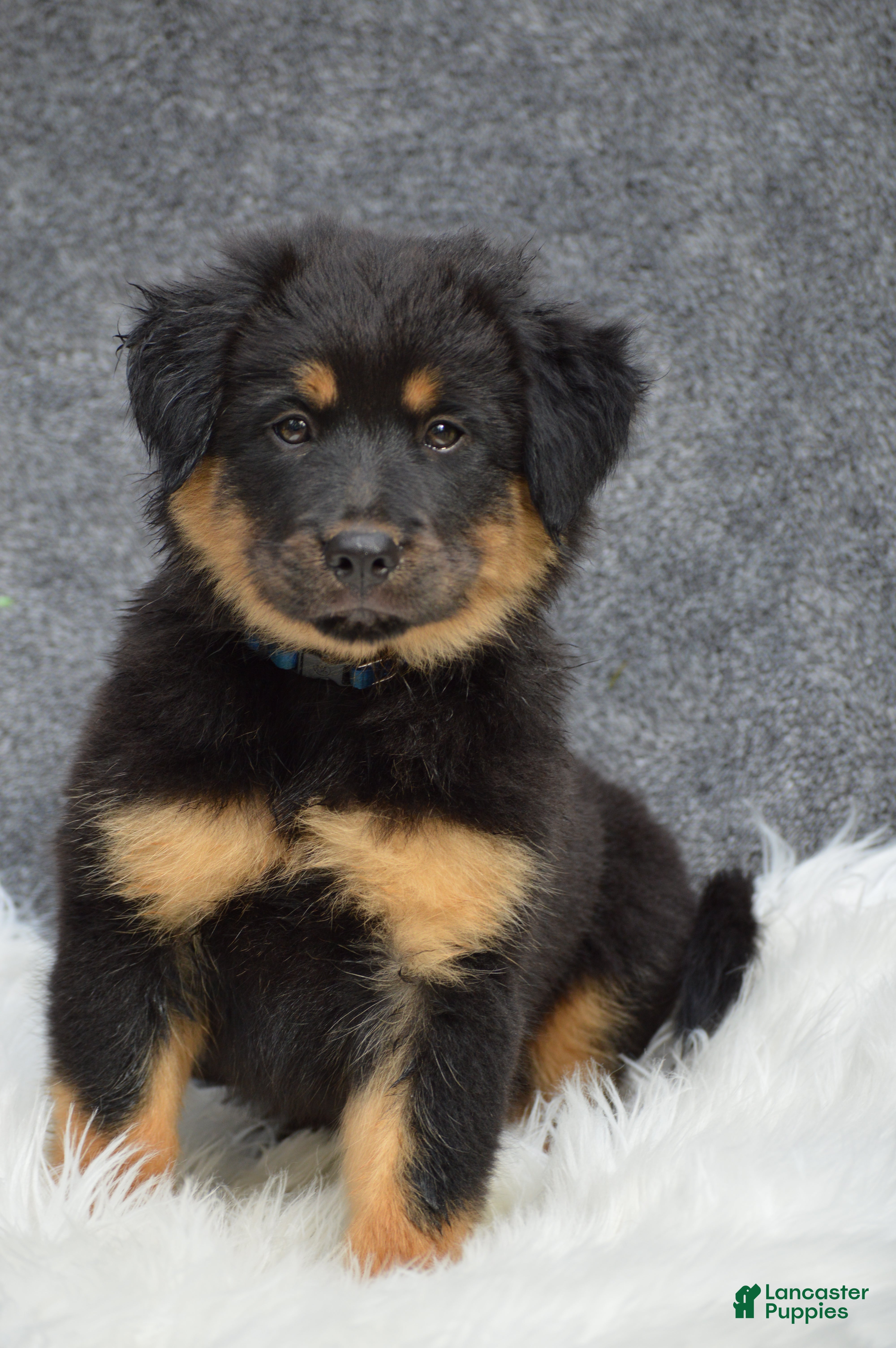 Mixed Breed dogs for sale: Socks - Ad 2