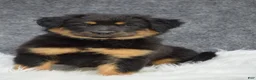 Mixed Breed dogs for sale: Socks - Ad 1