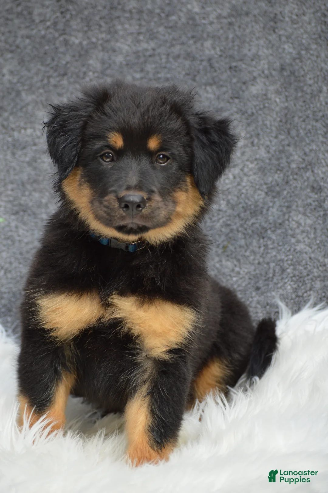 Mixed Breed dogs for sale: Socks - Ad 1