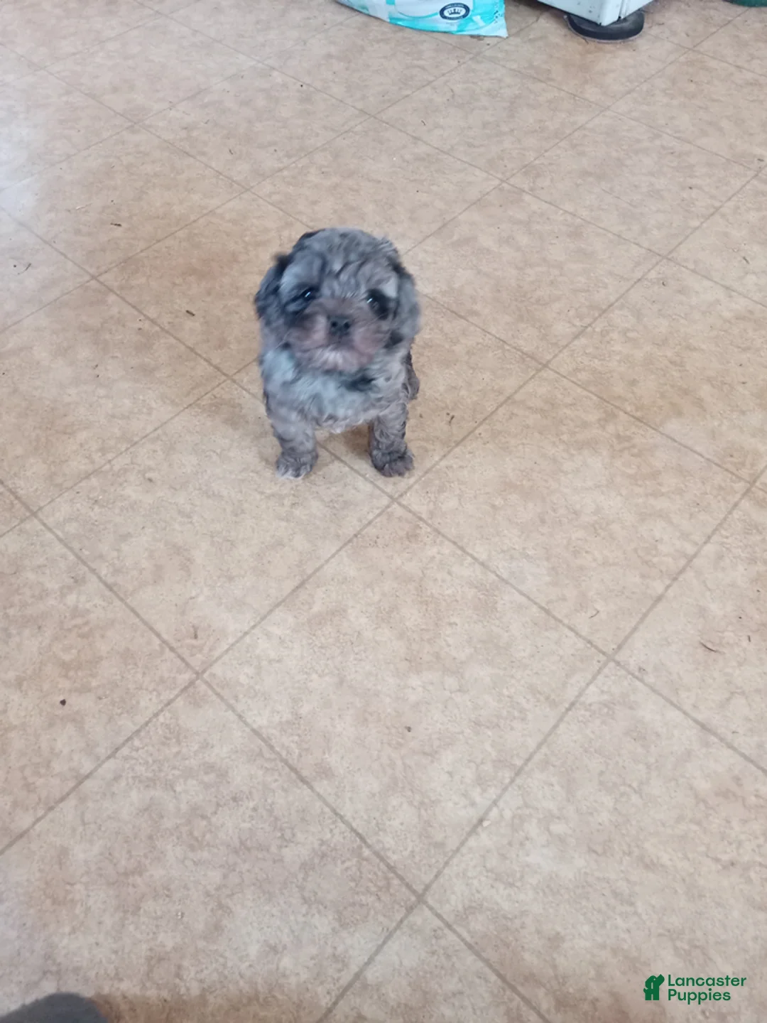 Cockapoo dogs for sale: Elsa - Ad 2