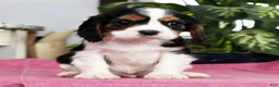 Cavalier King Charles Spaniel dogs for sale: Shawn - Ad 4