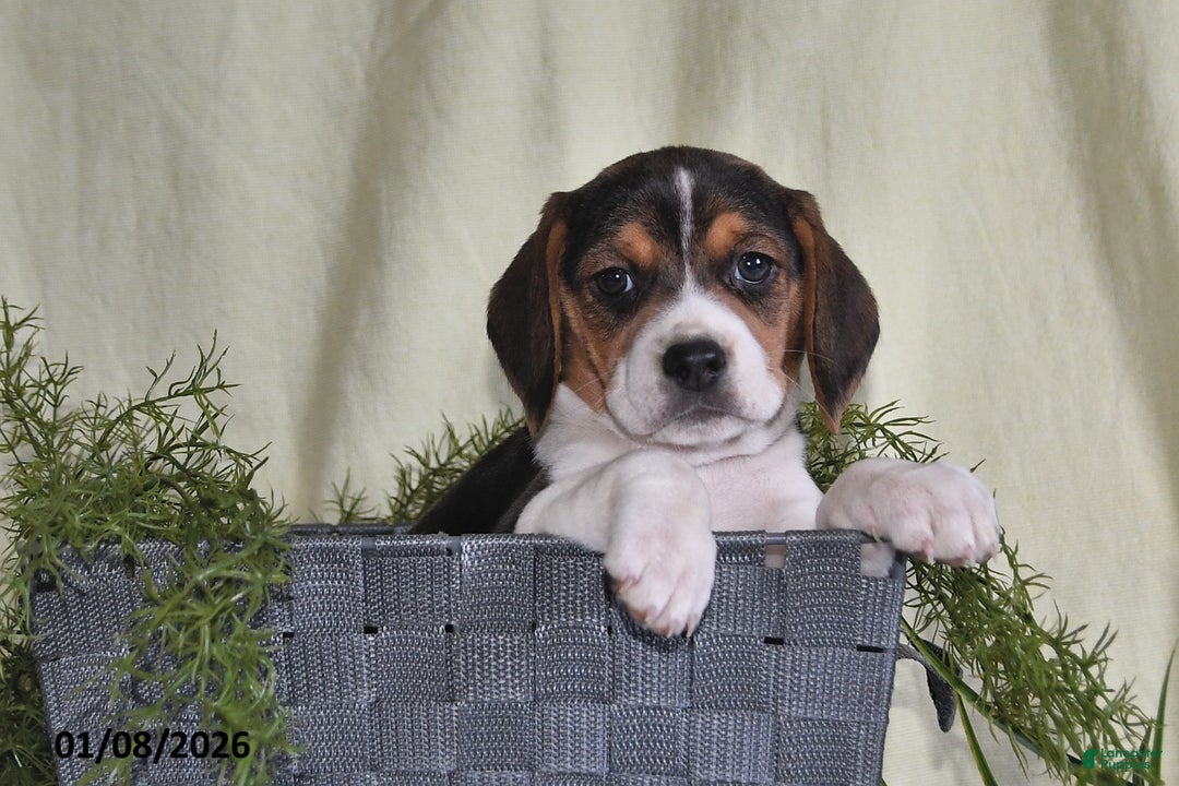 Beagle dogs for sale: Marla - Ad 5