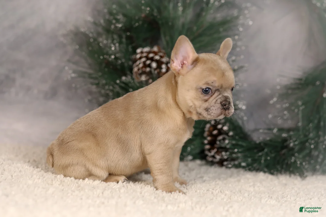 French Bulldog dogs for sale: Amy - Ad 6