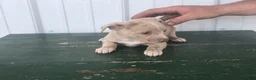 Chihuahua dogs for sale: Chihuahua Puppy 1 milty - Ad 3