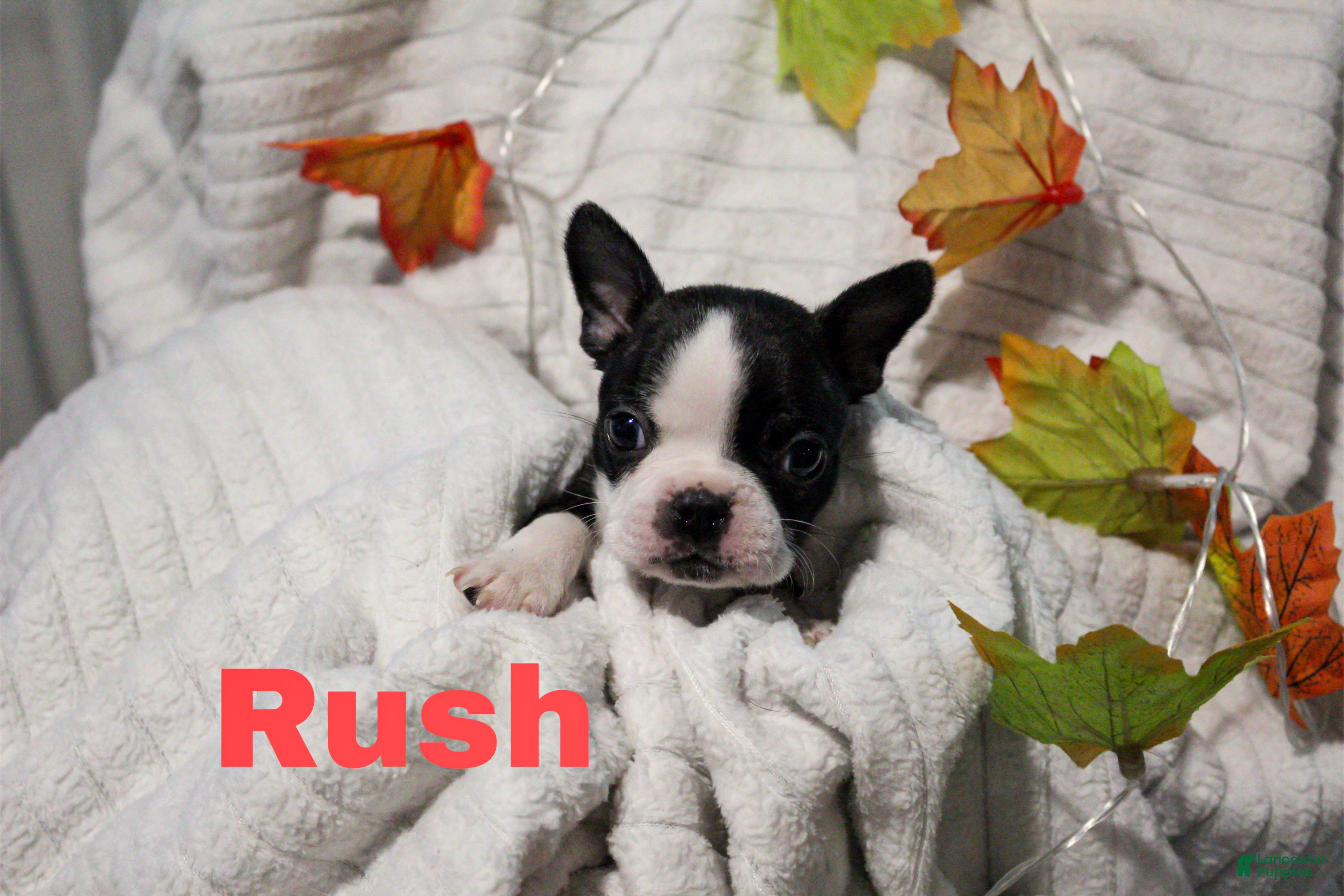 Boston Terrier dogs Rush - Ad 10