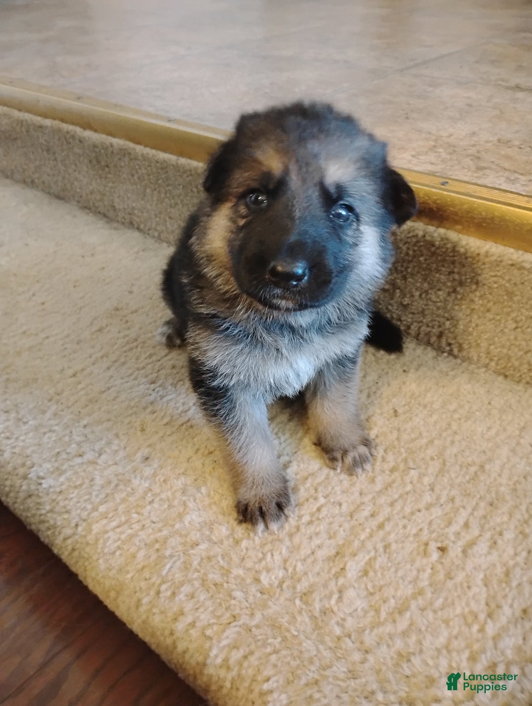 German Shepherd dogs for sale: German Shepherd Puppy 3 - Ad 7