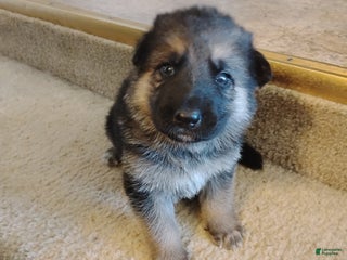 German Shepherd dogs - Ad 10