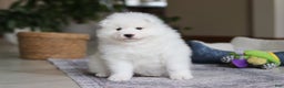 Samoyed dogs for sale: Beth - Ad 2