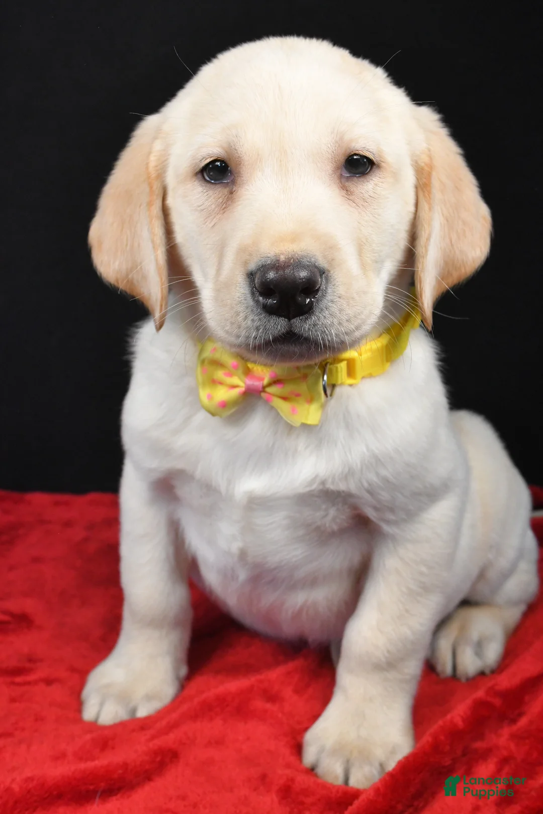 Labrador Retriever dogs for sale: Rizzo - Ad 6