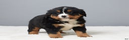 Bernese Mountain Dog dogs for sale: Franky - Ad 5