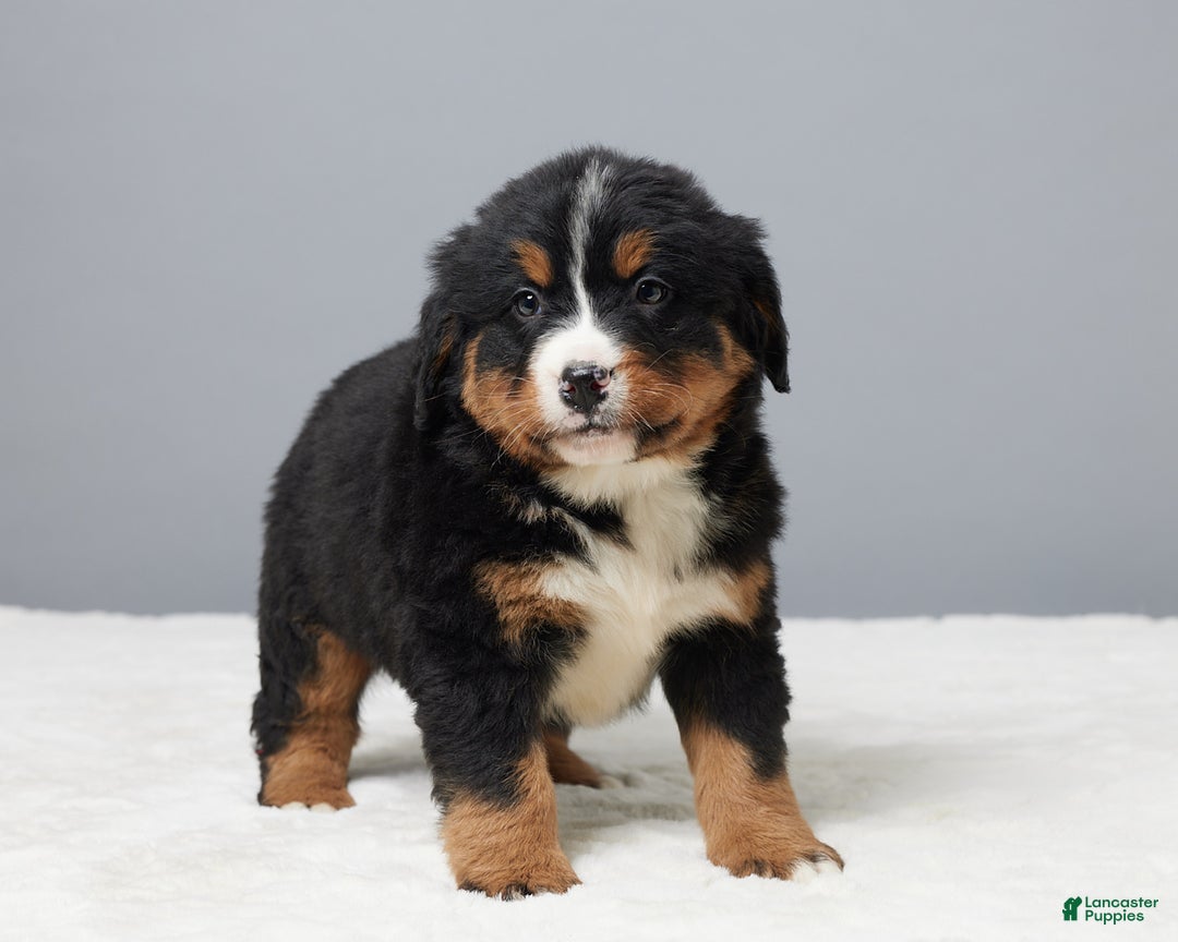 Bernese Mountain Dog dogs for sale: Franky - Ad 5