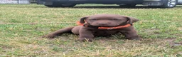 Labrador Retriever dogs for sale: Chocolate Female (Orange Collar) - Ad 9