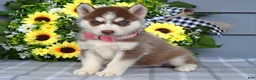 Siberian Husky dogs for sale: Haddie - Ad 9