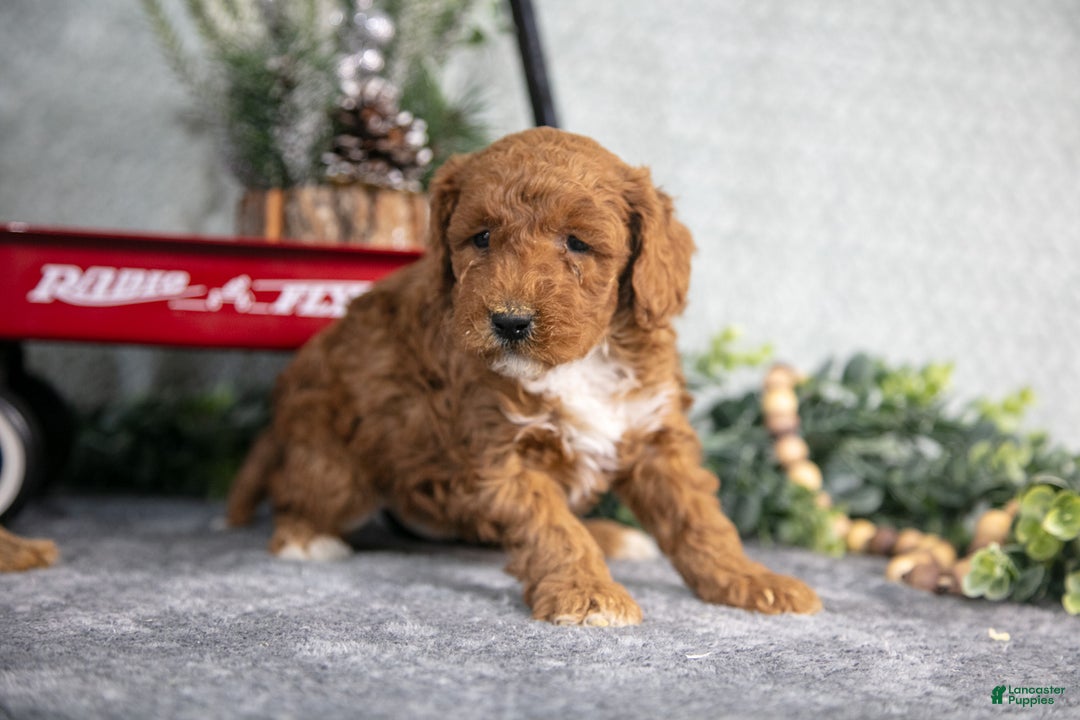Mini Goldendoodle dogs for sale: Victor - Ad 2